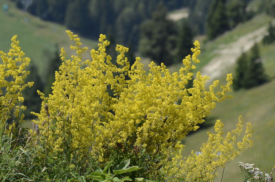 Profumo di ...pulito - Galium verum / Caglio zolfino